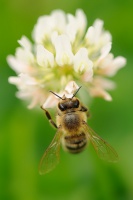 Vcela medonosna - Apis mellifera - Honey Bee 8527